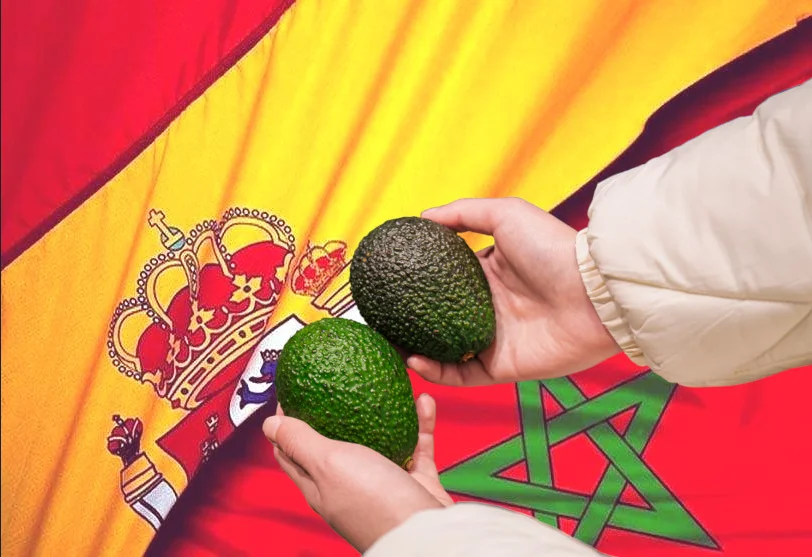 Impactante mensaje de un agricultor al descubrir que ha comprado unos aguacates de Vélez-Málaga que resultan ser de Marruecos