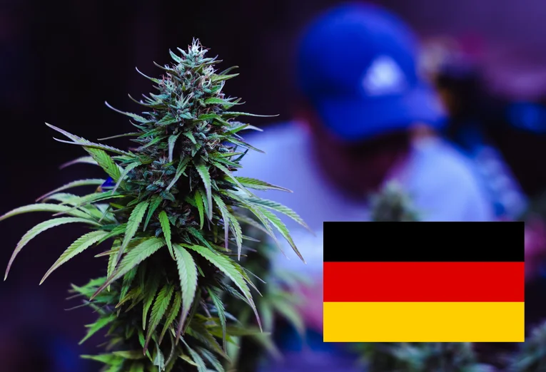 Alemania legaliza el consumo de cannabis para mayores de 18 años