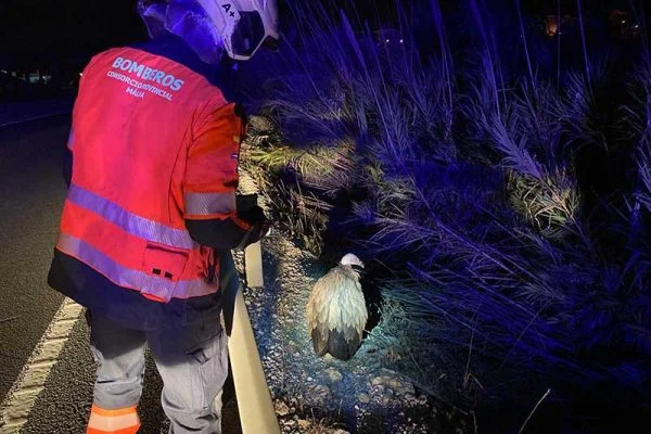 El Consorcio Provincial de Bomberos de la Diputación Provincial de Málaga ha rescatado un buitre que se encontraba en las inmediaciones de la calle Juan de la Rosa en Manilva