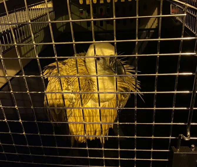 Rescatan un buitre en Manilva que será tratado en el Centro de Recuperación de Especies Amenazadas