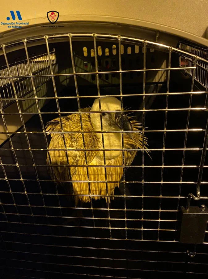 El Consorcio Provincial de Bomberos de la Diputación Provincial de Málaga ha rescatado un buitre que se encontraba en las inmediaciones de la calle Juan de la Rosa en Manilva