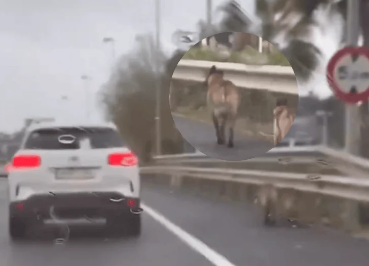 Una conductora escolta a dos perros en peligro en una autovía en Málaga y desata debate en redes