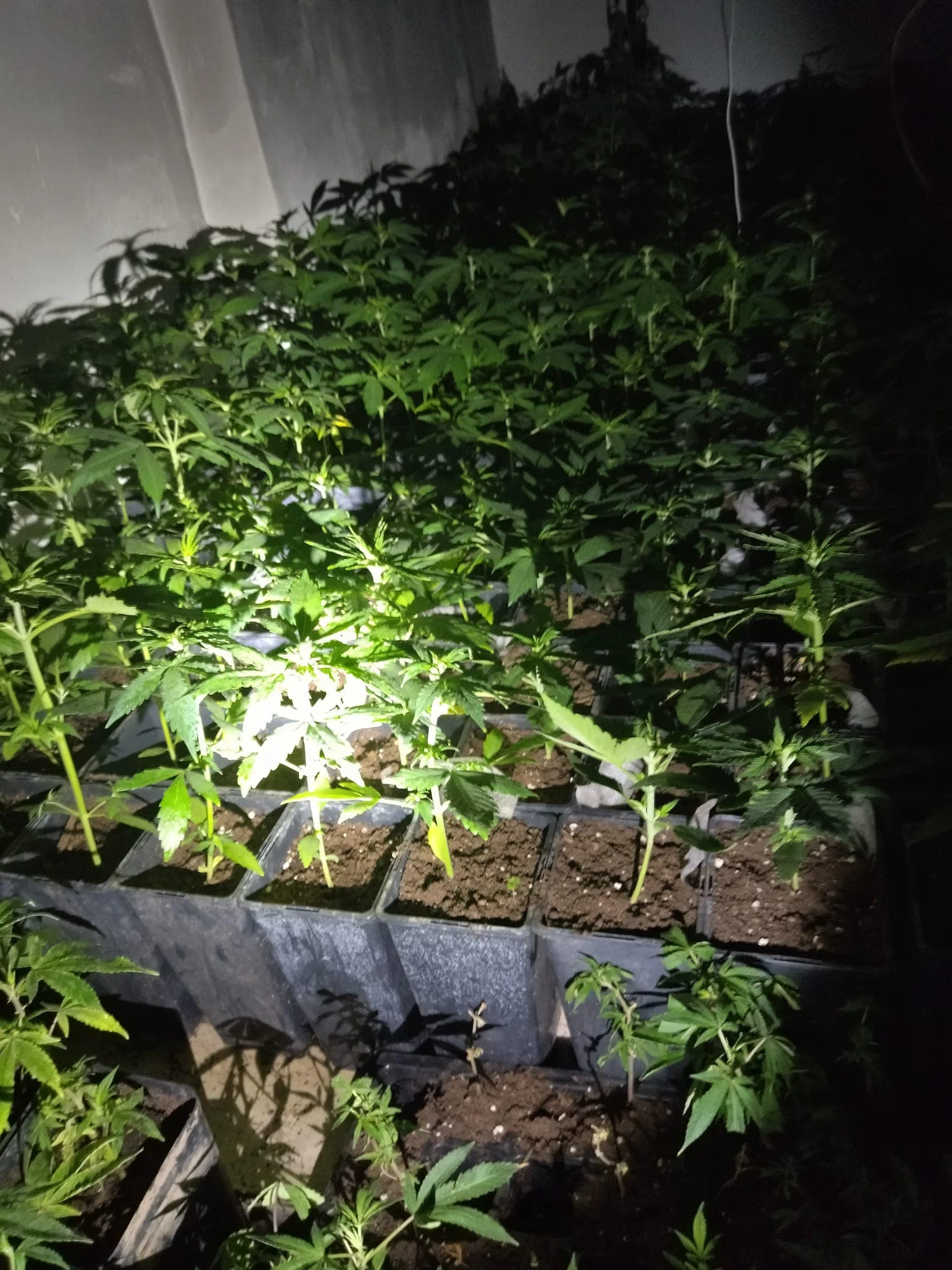 Marihuana Incautada por la policia local de vélez en calle San José en Vélez-Málaga el dia 20 de febrero de 2024