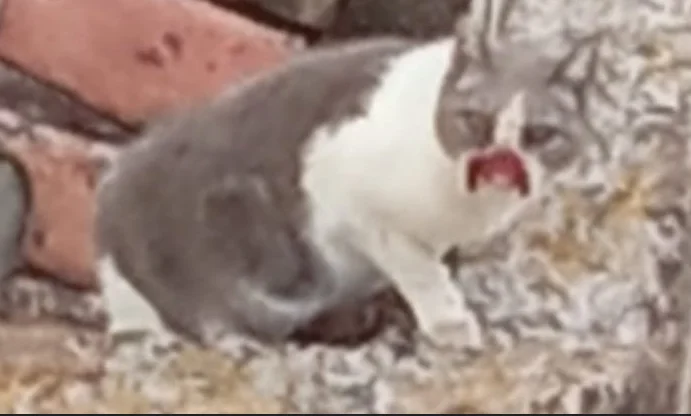 Piden al Ayuntamiento de Vélez-Málaga que cumpla con su deber y rescate a esta gata herida atrapada en el tejado de una vivienda desde hace semanas