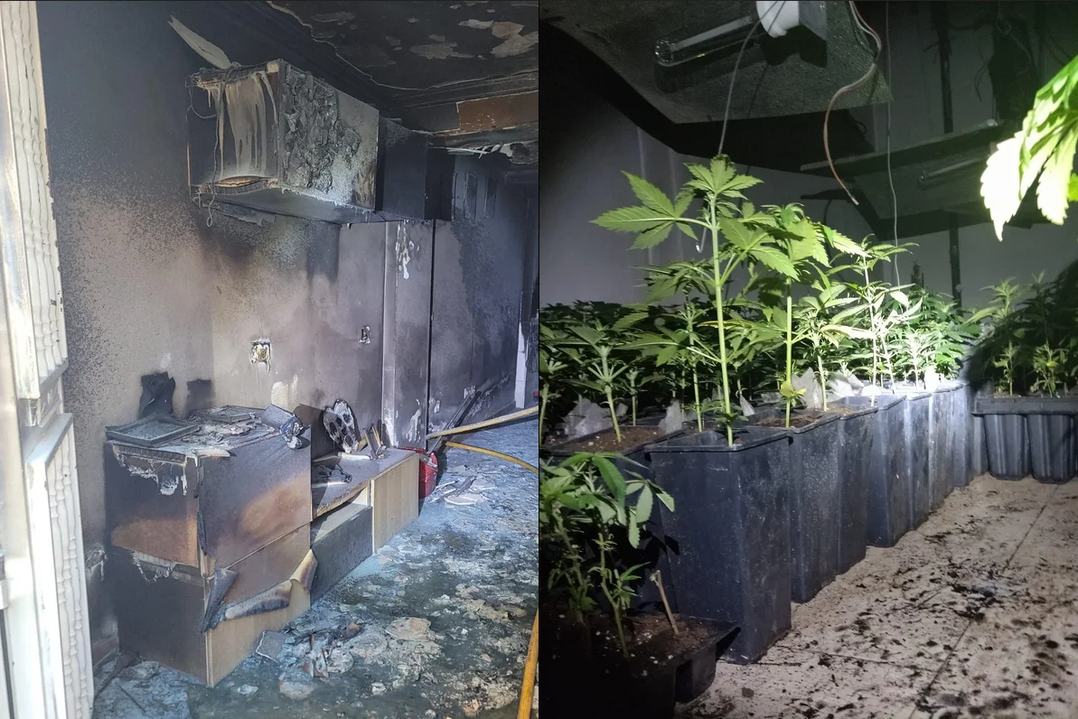 La Policía Local de Vélez-Málaga se ha incautado de una plantación de 200 plantas de marihuana al acudir a auxiliar un incendio en Calle Sán José
