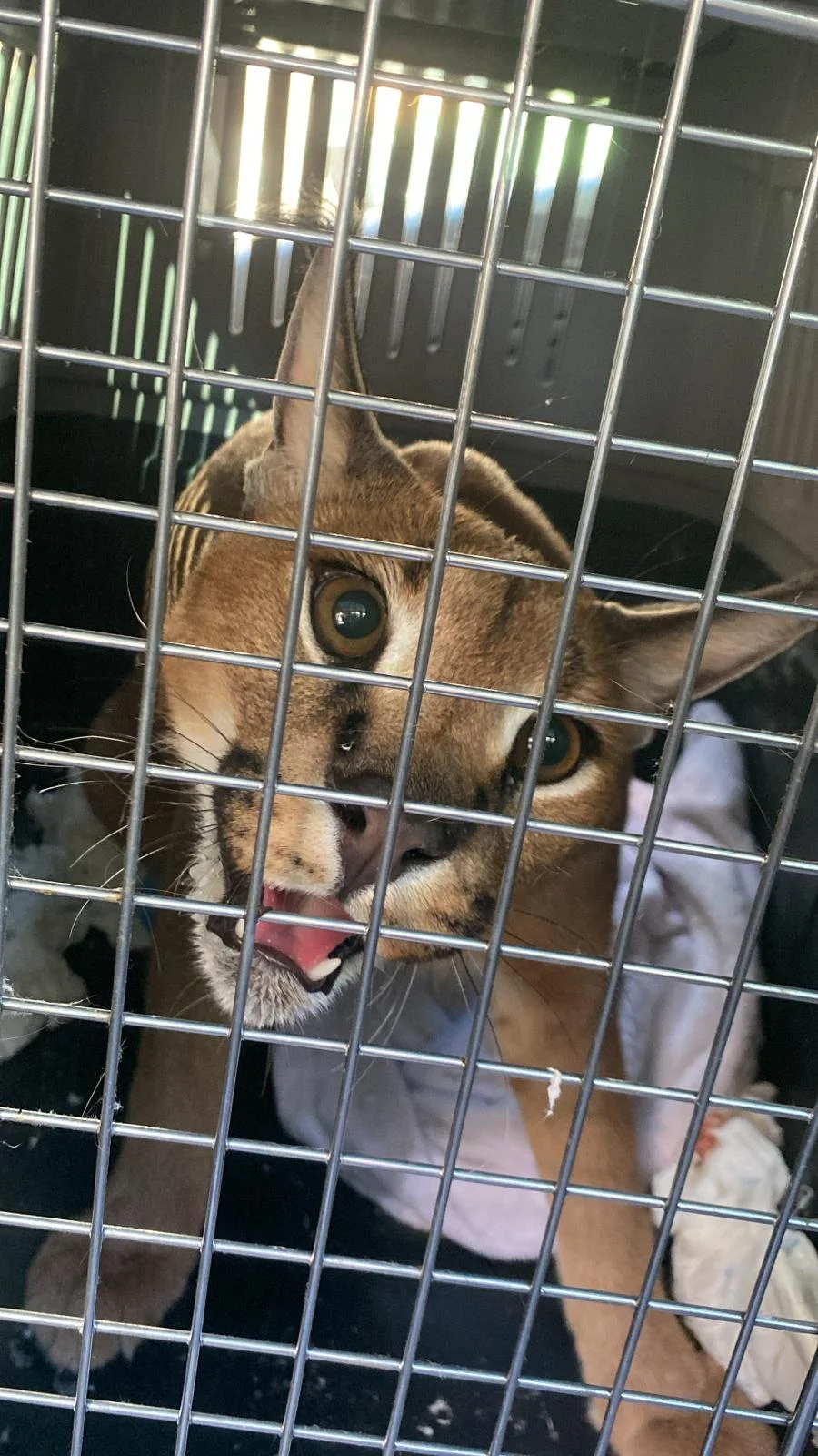 fotografia de Jakar rescatado por la Guardia Civil en Marbella