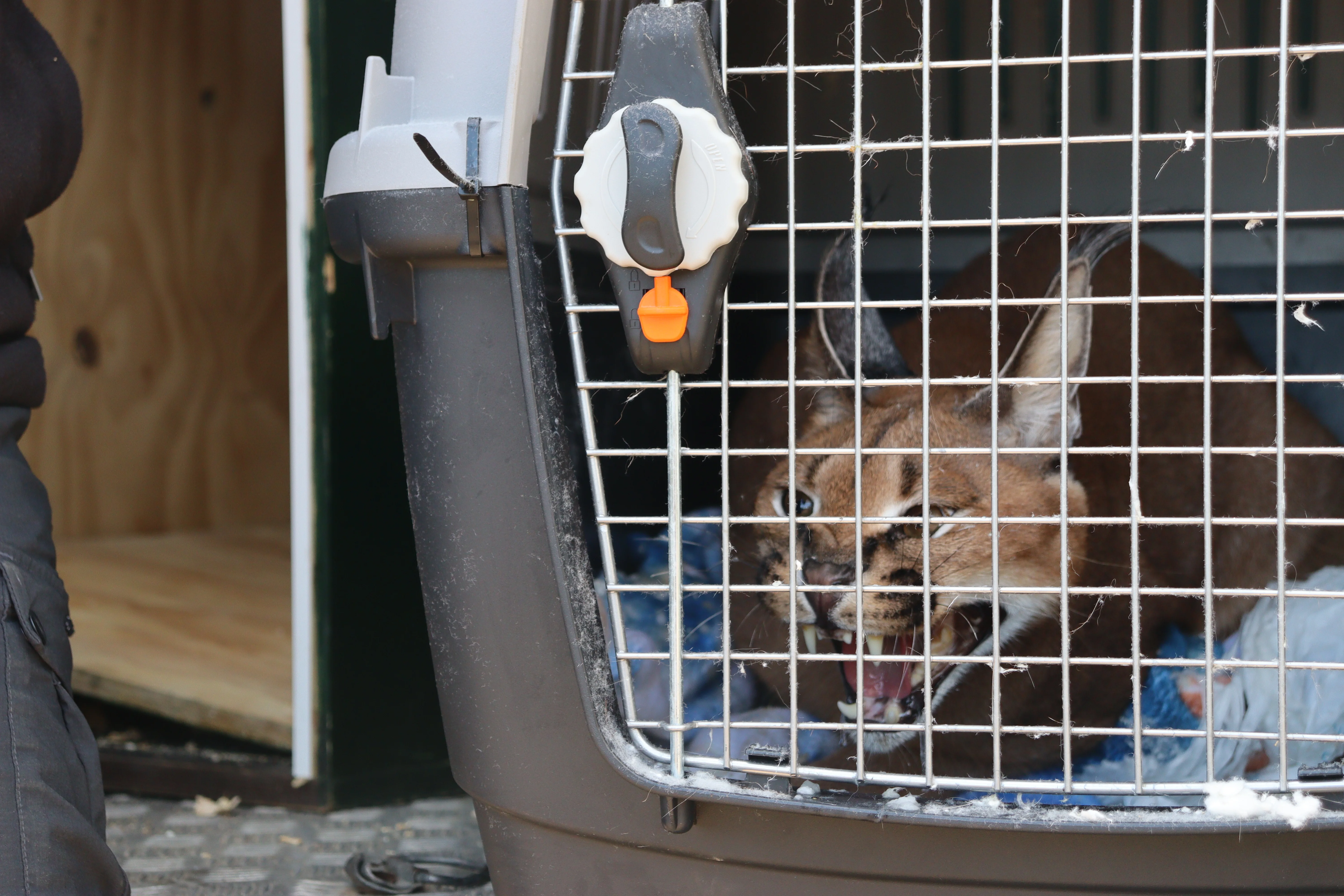 Intervenido por la Guardia Civil un lince africano que se había escapado de un chalé de Marbella y se ha trasladado al centro de rescate de mamíferos exóticos en Alicante