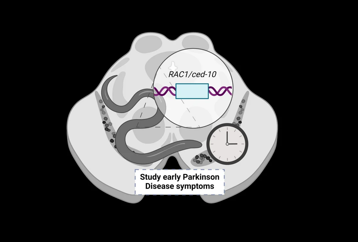 Un equipo de investigación español genera un nuevo modelo para estudiar el Parkinson antes de que aparezca neurodegeneración