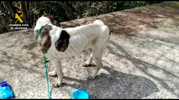 El Servicio de Protección de la Naturaleza (Seprona) de la Guardia Civil, en colaboración con la Fiscalía de Medio Ambiente de Málaga, ha liderado una operación contra el maltrato y abandono de animales domésticos en la provincia malagueña