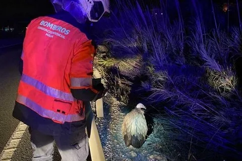 Rescatan un buitre en Manilva que será tratado en el Centro de Recuperación de Especies Amenazadas