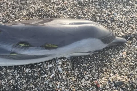 Aparece un delfín muerto en la playa de Torre del Mar