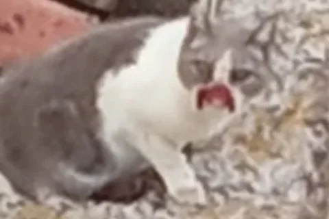 Piden al Ayuntamiento de Vélez-Málaga que cumpla con su deber y rescate a esta gata herida atrapada en el tejado de una vivienda desde hace semanas