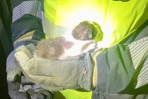 Los bomberos rescatan una cría de gato atrapada en un agujero de esta calle de Rincón de la Victoria