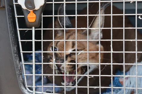 Intervenido por la Guardia Civil un lince africano que se había escapado de un chalé de Marbella y se ha trasladado al centro de rescate de mamíferos exóticos en Alicante