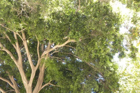 Torre del Mar acoge este sábado 11 de mayo un magnífico itinerario botánico abierto para toda la familia