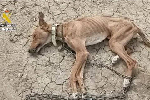 La Guardia Civil rescata a 111 animales en Málaga en una operación contra el maltrato y el abandono