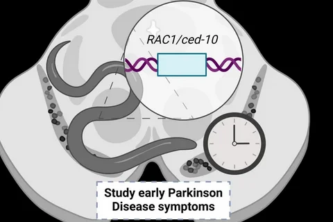 Un equipo de investigación español genera un nuevo modelo para estudiar el Parkinson antes de que aparezca neurodegeneración