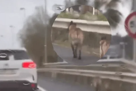 Una conductora escolta a dos perros en peligro en una autovía en Málaga y desata debate en redes